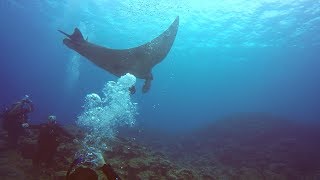 Scuba Diving in Japan  Ishigaki Island [upl. by Beitris]