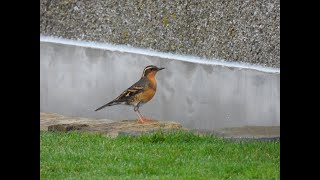 Varied Thrush  Papa Westray  Orkney  29th October 2021 [upl. by Sibylle]