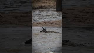 Croc vs Wildebeest Part 1 [upl. by Anoj]