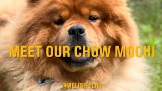 MEET OUR CHOW MOCHI 🐾 [upl. by Alys614]