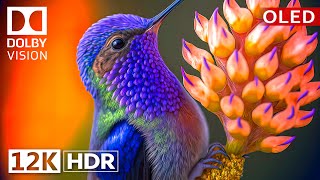 Dolby Vision 12K HDR 120fps OLED Nature amp Wildlife  Epic Visuals [upl. by Alik848]