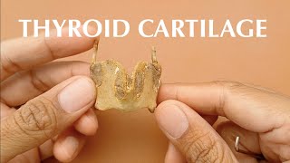 Thyroid Cartilage [upl. by Burgwell763]