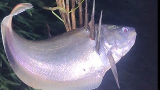 local fishing video  mach dhora video  FISHING LOVERS 1 [upl. by Kelly]