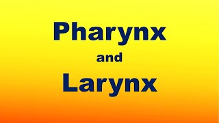 Pharynx and Larynx [upl. by Olimac998]