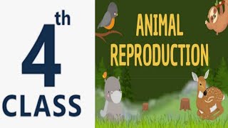 Class4 Science Reproduction in Animalsanimals reproductionneesansstudycorner [upl. by Waldo]