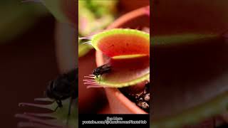 Venus Flytrap Devouring Its Prey Housefly  Carnivorous Plants Eating [upl. by Katharina]