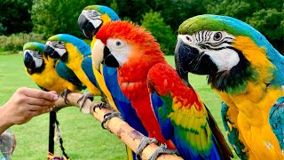 5 Pet Macaw Parrots In Free Flight  Primrose Hill  London [upl. by Honora]