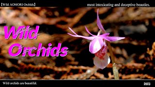 【Wild AOMORI Orchids 2023】 Wild orchids are beautiful [upl. by Hendrickson]