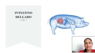 Tarea 2 anatomía y fisiología de monogástricos Morfofisiología animal 20110738 Unad [upl. by Ahtiuqal]