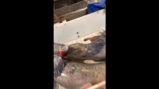 Wolffish Viciously Bites A Can Of Soda And Crushes It [upl. by Farra143]