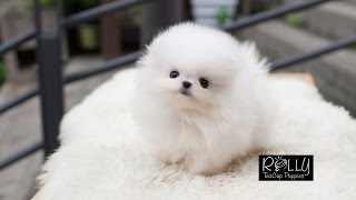 Teacup Cream Pomeranian way too adorable Sunny  Rolly Teacup Puppies [upl. by Lamprey]