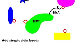 Studying transient protein interactions  Caitlin Roake [upl. by Zat]