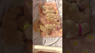 1 Day Old Golden Retriever Puppies onedayold goldenretrieverpuppy [upl. by Imugem]