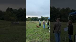 Senior Test Dog dogtraining retrievertraining gundog pitbosswaterfowl dogtrainer retriever up [upl. by Freddie366]