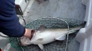 Cod Fishing English Channel Newhaven [upl. by Hendel]