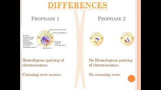 Meiosis stage 1 vs stage 2 [upl. by Euqinahc]