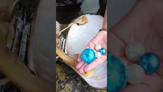 😱😱Giant blue clams priceless oversized blue pearls [upl. by Eerat121]