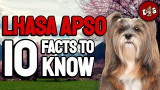 10 Facts You Must Know Before Bringing Home A Lhasa Apso  Dogs 101 [upl. by Ahsyia]