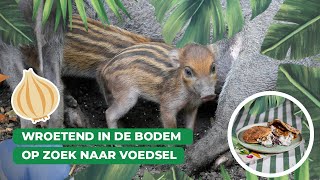 Een modderige Meet amp Greet in Blijdorp  Keuken Blijdorp 🥕🥙 [upl. by Kutzenco]