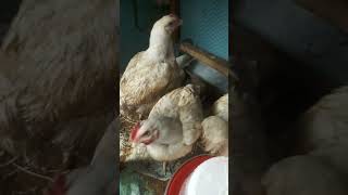 Success tips for large scale broiler farming in Nigeria [upl. by Arand915]