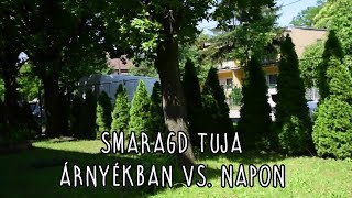 Smaragd tuja árnyékban vs napon [upl. by Humo69]