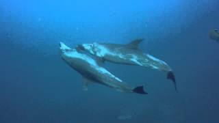 Socorro Mexico Diving con Delfini  Dolphins in love [upl. by Droffats]