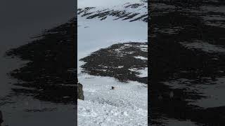 mountains nature patagoniaargentina snowperrosdelmundo [upl. by Ahearn]