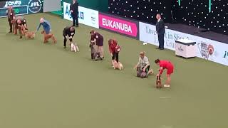 crufts 2024 Live from Birmingham [upl. by Monarski]