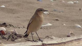 Wheatear Oenanthe oenanthe [upl. by Anahoj]