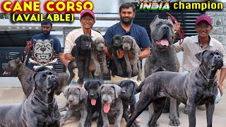 Cane Corso Italian Mastiff Dog Breed  Puppies Available  Corso Kennel Best Breed in South Indian [upl. by Soalokin254]