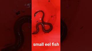 small eel fish fish video amp fish market seafood fish eel [upl. by Ramso]