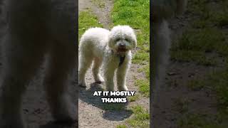 Lagotto Romagnolo  Best Truffle Hunter [upl. by Rozina]