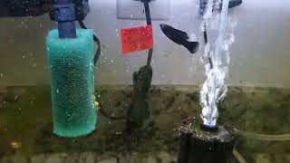 Treating Sick Molly Fish From Petco For Columnaris With Maracyn [upl. by Lecia]