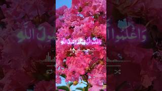 الله حبب اليكم الايمان وزينه في قلوبكمAllah has endeared faith to you and beautified it inyour heart [upl. by Nirel448]