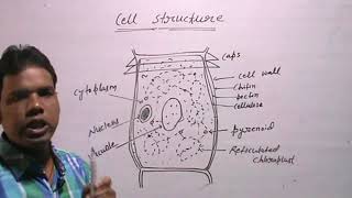 OEDOGONIUMAlgaeClassificationCell amp Thallus Structure [upl. by Harri926]