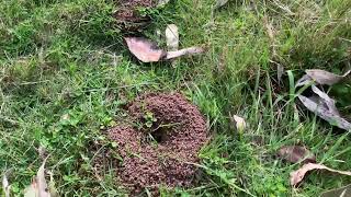 Bull ant nests in paddock Kyneton 27th Aug 2024 [upl. by Mathis]