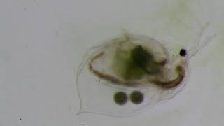 Daphnia feeding on algae [upl. by Atinet]