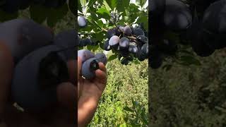 Damson Fruit [upl. by Ramaj]