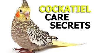 Cockatiel Care Secrets [upl. by De Witt]