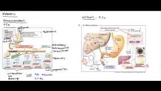 Liver Metabolic Disorders Hereditary Hemochromatosis Wilsons Disease Alpha 1 Antitrypsin [upl. by Evangelia333]