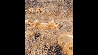 Monwana Lion Pride sleeping  1 September 2024 [upl. by Quennie]