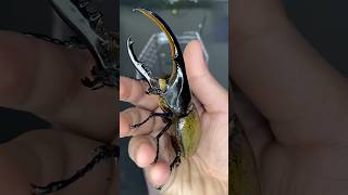 Hercules beetle🪲 Species of rhinoceros beetle🦏 beetle insects bugs hercules zoo snakevideo [upl. by Ettelloc]