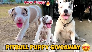 New Puppy 😍 Giveaway Kerne Ka Plan 🥵 Rock Or Rubi Ka 1 Puppy BilkulFREE🥶 [upl. by Oribella915]