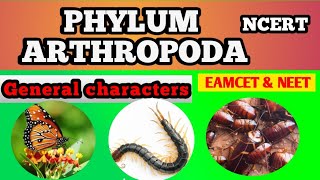 Phylum arthropoda by Sagar zoology [upl. by Derwon]