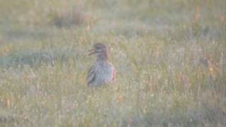 Stone Curlew Oedicnème criard [upl. by Shel]