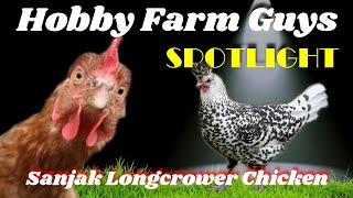 HFG Farm Animal Spotlight Sanjak Longcrower Chicken [upl. by Drawde16]