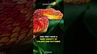 Bush Viper  Beautiful But Deadly [upl. by Georgi]