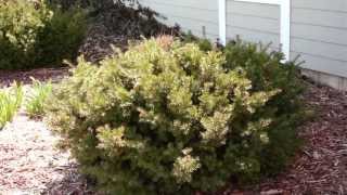 Pruning Evergreen Shrubs to Maintain Natural Form [upl. by Trebo]