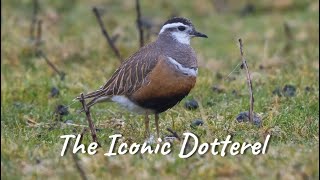 THE ICONIC DOTTEREL [upl. by Pansy111]