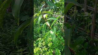 Costus plants short viral plants [upl. by Ebert360]